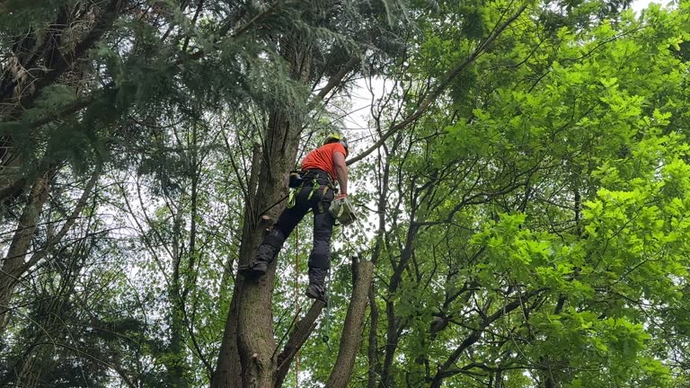 Roseburg, OR  Tree Services Company